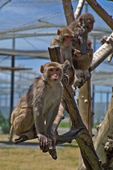 Macaques. Kathy West. CNPRC. 19 – Speaking of Research