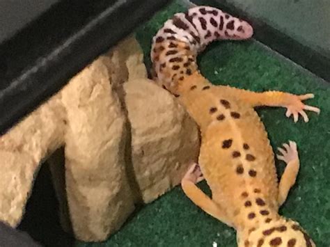 tips for gecko sleeping too much fast 2
