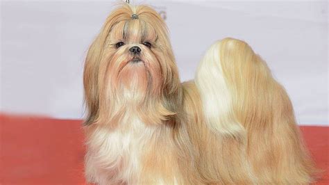 Shih Tzu - 10 Vital Dog Breed Information - Petmoo