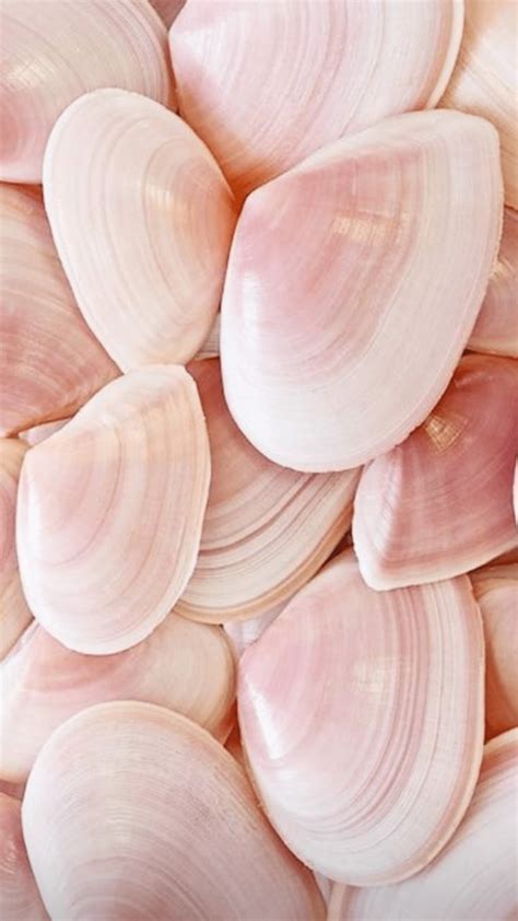 Pink Seashell Wallpapers - Top Free Pink Seashell Backgrounds ...