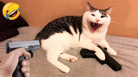 One Minute Funny Animal Videos 😂😂 - YouTube