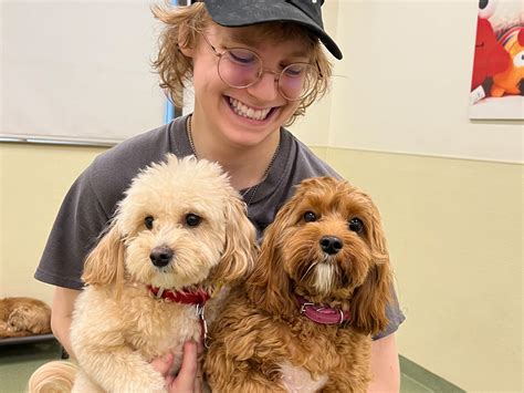Dog Daycare in Downtown Brooklyn