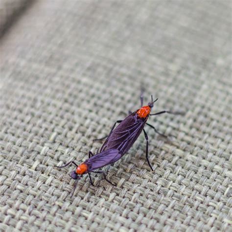 Lovebugs - Honor Services