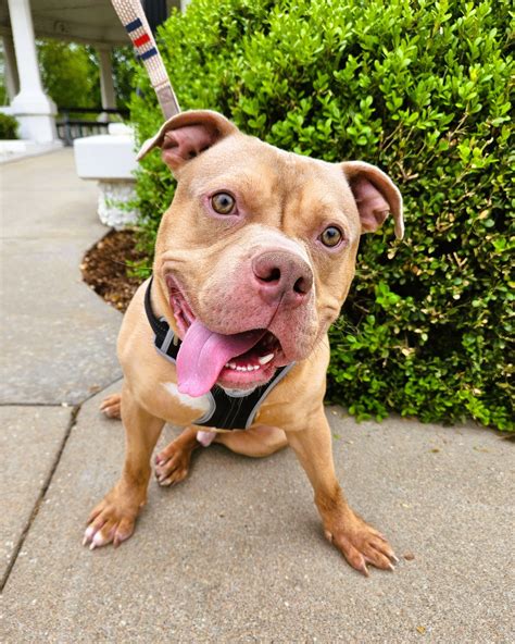 Animal lovers react to the success of Hutchinson Humane Society events 6