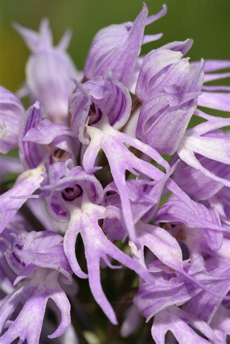 Get Spooky This October with Some of the Strangest Plants Perfect for