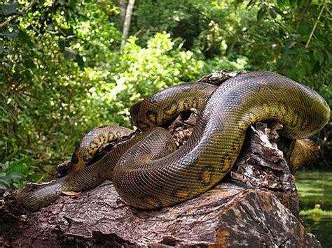Anakonda – największy i najcięższy wąż świata? | DinoAnimals.pl