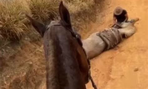 Homem Que Mutilou O Cavalo - Homem que mutilou cavalo vivo é preso em operação contra tráfico de ...