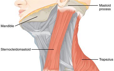 Dry needling neck muscles for cervicogenic headaches | Dr. Abbate Physical Therapy