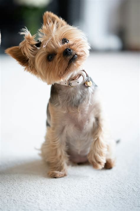 Why Do Dogs Tilt Their Heads When Listening?