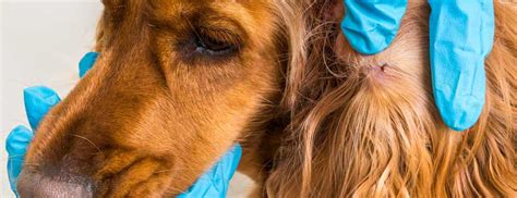 Revolution Flea Treatment For Cats & Dogs - World Pet Express