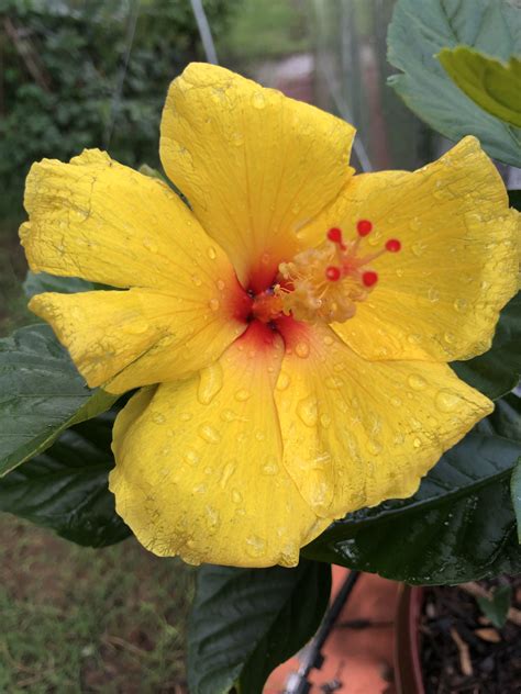 Yellow Hibiscus Plants for Tropical Garden