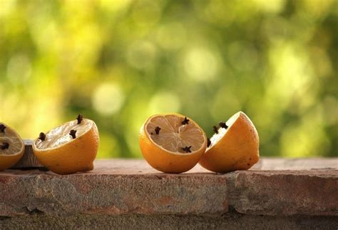 7 Natural Remedies To Keep Wasps Away - Gardeninguru