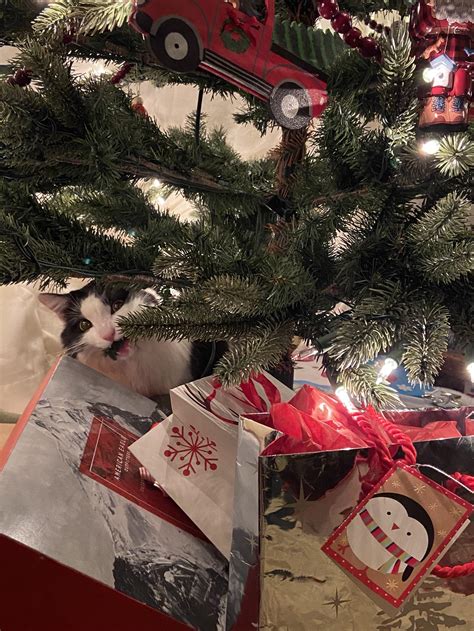 Oh Christmas tree, oh Christmas tree, your ornaments are history : r/Awww