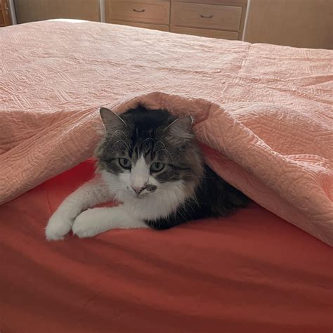 used cars sarasota 5