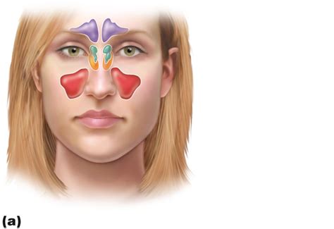 paranasal sinuses Diagram | Quizlet
