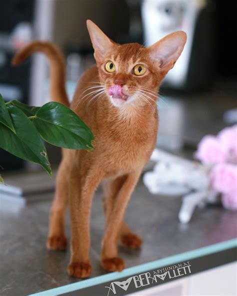 Abyssinian Cat Coat Colors - Dogs And Cats Wallpaper