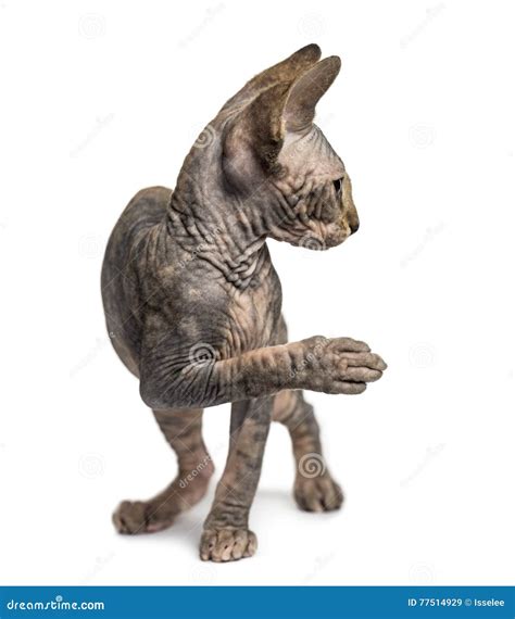 Sphynx Kitten Pawing Up and Looking Away Stock Image - Image of feline