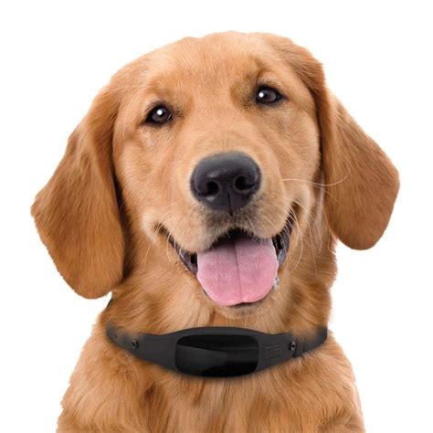 pet trackers | Did You Know Pets