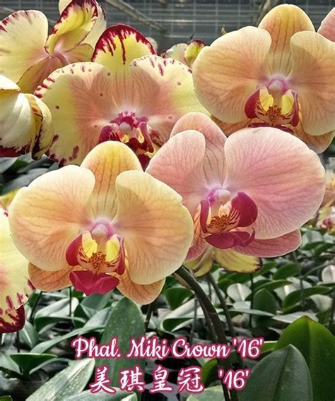 Phal. Miki Crown '16' SM/TOGA 2.5''