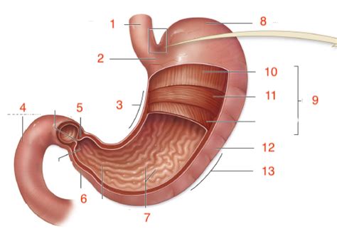 Stomach Diagram | Quizlet