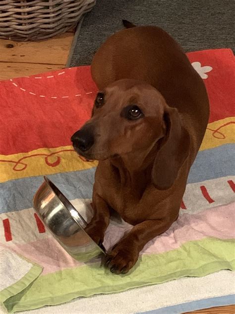 Can your dog tell the time? Details in comments. : r/rarepuppers