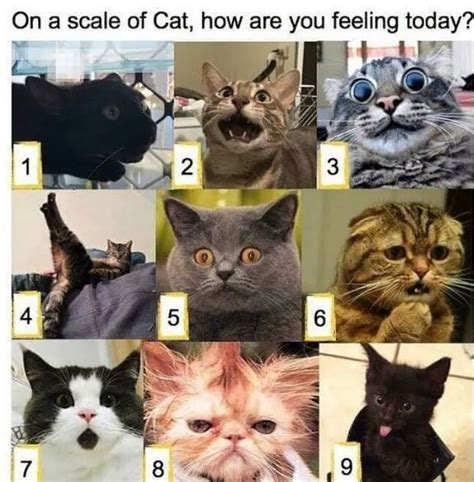 On a scale of Cat, how are you feeling today? : r/cats