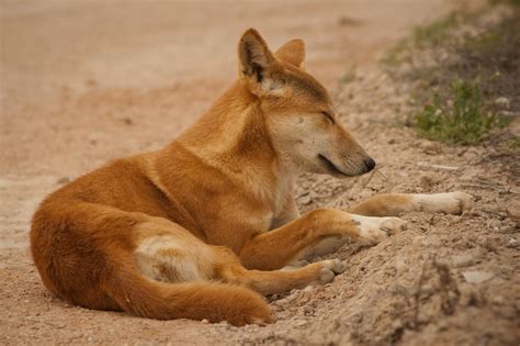 australian wild dog animal dingo hd wallpaper