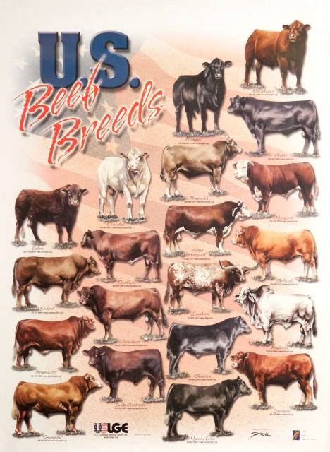 livestock breeds farm house