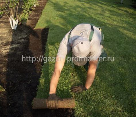 Услуги по устройству и укладке рулонного газона на участках
