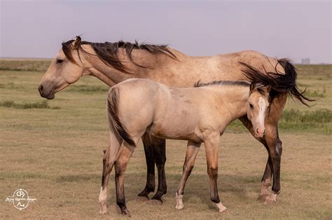 Breeding — Perry Quarter Horses