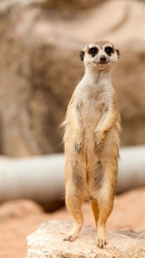 meerkat wallpapers wallpaperscom