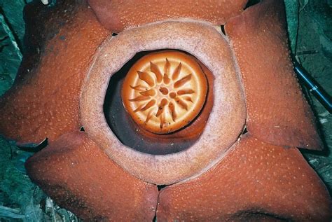 Rafflesia - Définition et Explications