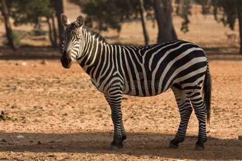 grant  zebra stock image image  herbivore boehmi