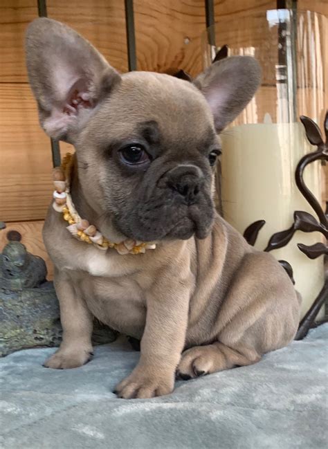 Blue Fawn French Bulldogs - The French Bulldog of Colorado