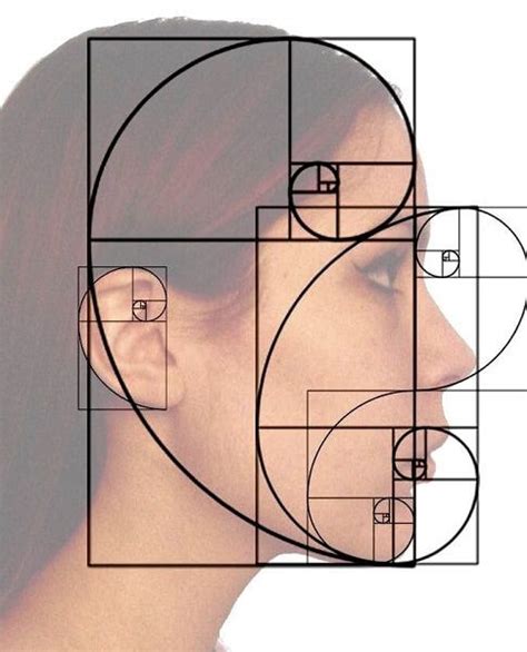 Número De Ouro No Corpo Humano - Fibonacci No Corpo Humano