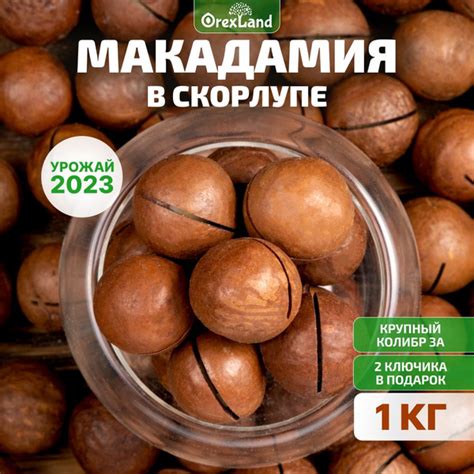 Макадамия орех в скорлупе 1 кг (свежий урожай, два ключа, с пропилом, в ...