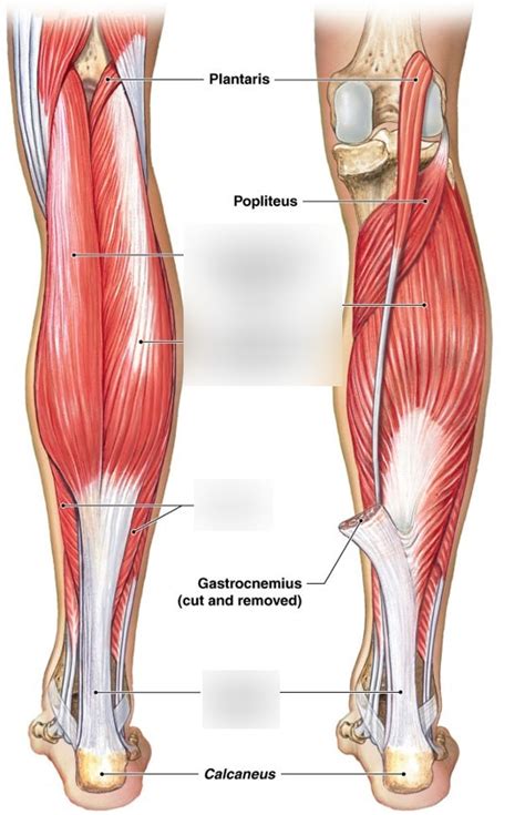 Plantar flexors Diagram | Quizlet