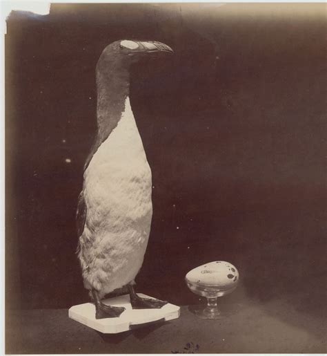 Lettre Au Dernier Grand Pingouin 4