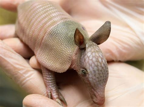 Armadillo