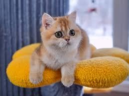 Ginger British Shorthair | Haven Kitty Kingdom