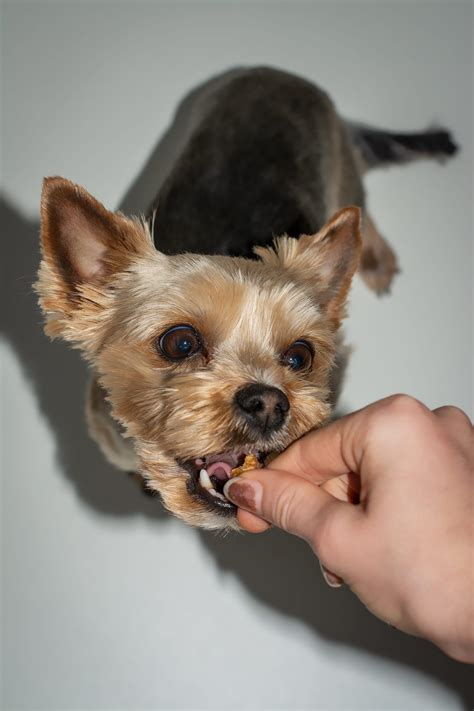 Can You Give Puppies People Food