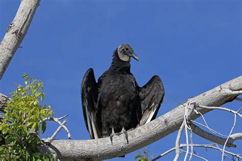 Ave De Rapina Significado - Aves de rapina - Biologia - InfoEscola