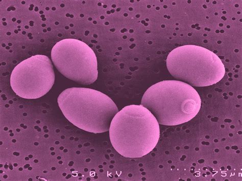 saccharomyces boulardii  noster probiotics ingredient noster probiotics