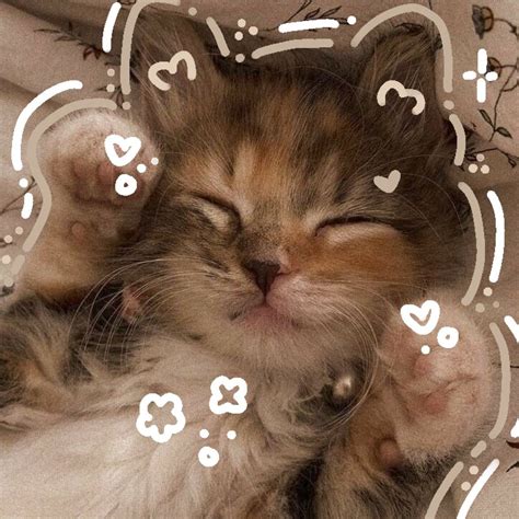 cute cat pfps