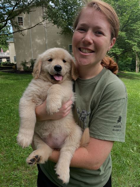 Liberty Golden Retrievers | Eyes are open and the babies are starting to “walk”! 🥹 Love watching