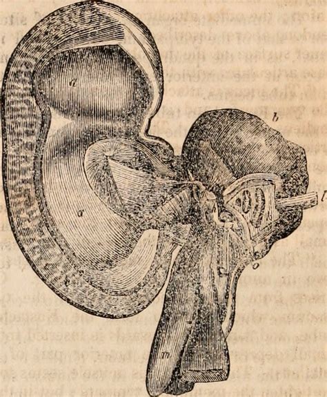 image  page    cyclopaedia  anatomy  phys flickr