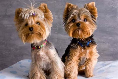 Yorkie Haircuts Pictures - Coolest Yorkshire Terrier Haircuts | Yorkie ...