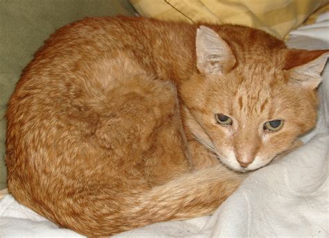Cat Crouching Sick
