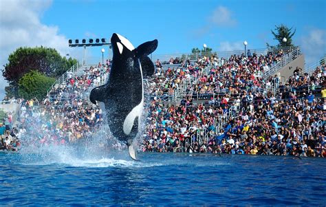 Shamu (SeaWorld show) - Wikipedia