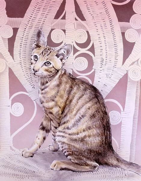 Abyssinian (Cats Domestic, Mammals, Animals) Collection